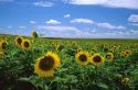 A sunflower field in Kansas.
