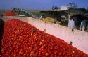 Tomato harvest near Sacramento, California.