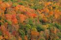 Fall foliage in a New England forest, Vermont.