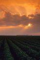 A soybean farm at sunset near Sioux Falls, South Dakota.