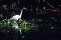 A great egret fishing in a pond at Big Cypress Bend boardwalk in the Florida Everglades.