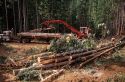 Logging operation in North Idaho.