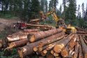 A loader loads logs onto a logging truck in Idaho's Boise National Forest.