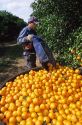 A worker picks oranges in Lake Alfred, Central Florida.