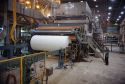 Rolls of paper at a mill coming out of dryer.  A step in manufacturing of paper.