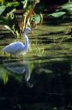 A great egret fishing in a pond at Big Cypress Bend boardwalk in the Florida Everglades.