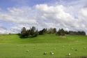 Sheep grazing on green grassy hill along highway 101 near King City, California.