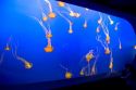 Jelly fish swim in an underwater display at the Monterey Bay Aquarium, Monterey, California.