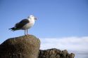 California gull sitting on a rock in Monterey, California.