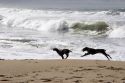 Dogs play in the waves that crash onto the beach north of Santa Cruz, Califronia.