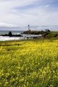 Pigeon Point Lighthouse near Half Moon Bay, California with a field of oxalis (sourgrass) flowers.