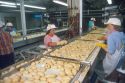 Potato processing plant at Caldwell, Idaho.  Quality control workers remove blemishes.