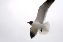 Bonaparte's gulls in flight on the Mississippi Gulf Coast.