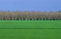 Almond orchard near Visalia, California with alfalfa field in foreground.