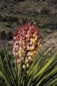 Large blossom on a yucca plant in Carlsbad Caverns National Park, New Mexico.