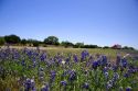 Texas blue bonnet wildflowers in the median of Interstate Highway 10 in West Texas.