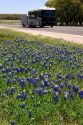 Oak tree and blue bonnets along US highway 290 west of Fredericksburg, Texas.