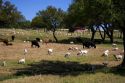 Goats and cows graze in a field near Johnson City, Texas.