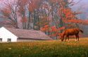 Horse grazing in a fall farm landscape.  Valley Forge, Pennsylvania.