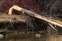 A tree that has been chewed and felled by a beaver.