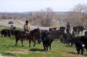 Cowboys herding cattle in Idaho.