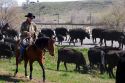 Cowboys herding cattle in Idaho.