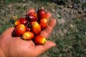 Fruit from a palm oil tree in Malaysia.