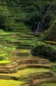 Banaue rice terraces in the Philippines.