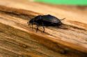Pantomorus godmani beetle.