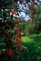 Ripe cherries hang from the tree in Door County, Wisconsin.