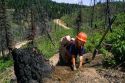 A forest service worker plants new trees in an area of the Boise National Forest that was burned buy a forest fire, Idaho.
