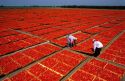 Workers move a try of tomatoes being sun dried in California.