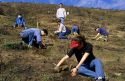 Student volunteers planting sage brush in an area burned by a wild fire, Idaho.