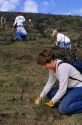 Student volunteers planting sage brush in an area burned by a wild fire, Idaho.