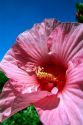 A Hibiscus bloom.