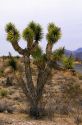 Joshua tree in the Mojave Desert.