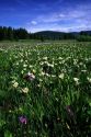 A mountain meadow of wild flowers near Stanley, Idaho.