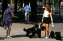German women walking dogs meet on the street in Germany.