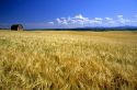 Ripe barley crop in Eastern Idaho.