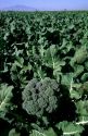 A crop of broccoli in Central California.
