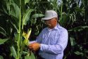 A farmer checks his corn crop.