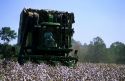 Cotton harvest near Tifton, Georgia.