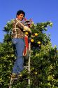 Migrant farm worker harvests oranges in California.