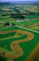 Corn and alfalfa strip farm in Southwest Wisconsin.