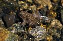 American toad in a creek, blending into its environment.