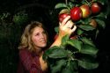 A woman picks ripe red apples hanging from the tree.