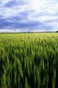 A crop of green unripe barley in Idaho.