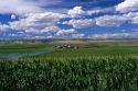 Irrigated corn field near Glenns Ferry, Idaho.