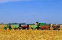 Corn Harvest in Iowa.