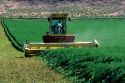Swather cutting alfalfa in Grandview, Idaho.